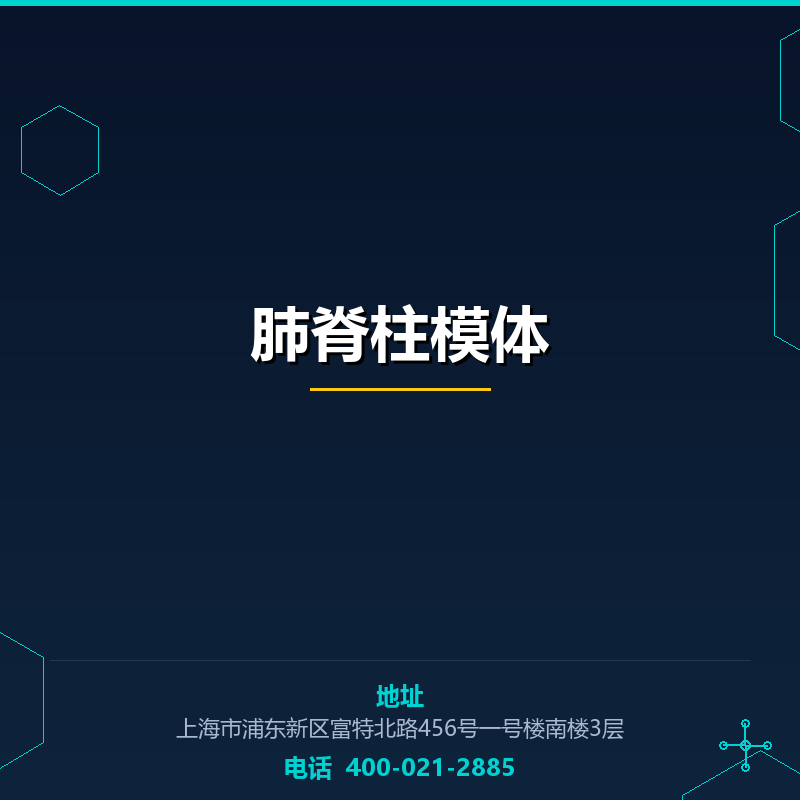 肺脊柱模体 None