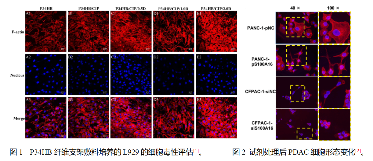 细胞染色专题——荧光染料选择指南