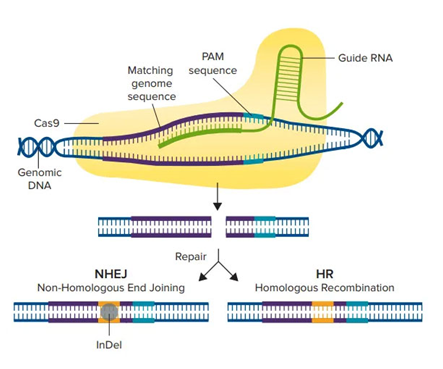 类器官crispr-cas9基因编辑及慢病毒转染实验方法